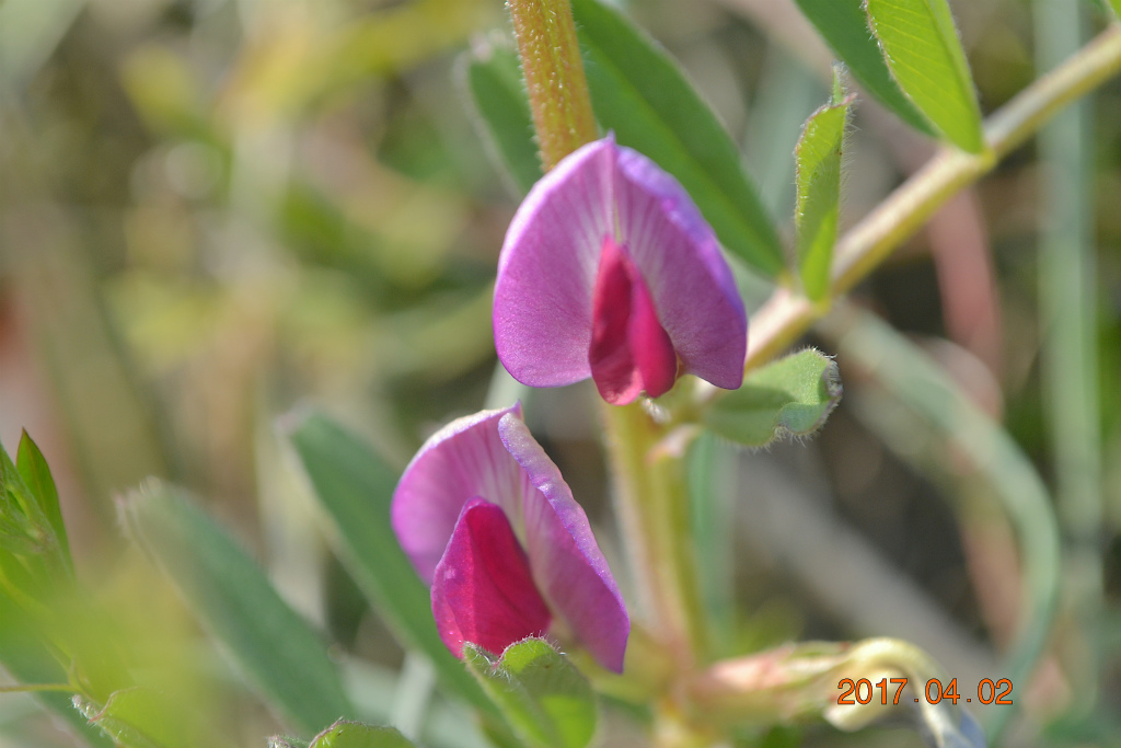 f:id:masatdm1951:20170405161530j:plain