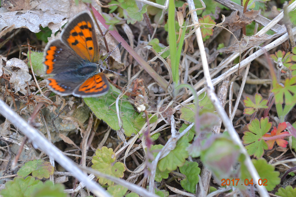 f:id:masatdm1951:20170405161639j:plain