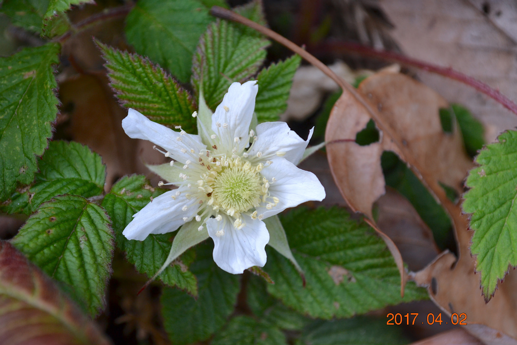 f:id:masatdm1951:20170405161737j:plain