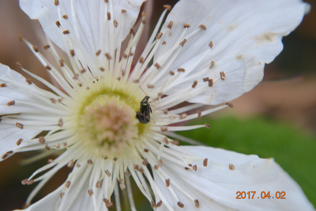 f:id:masatdm1951:20170405161748j:plain