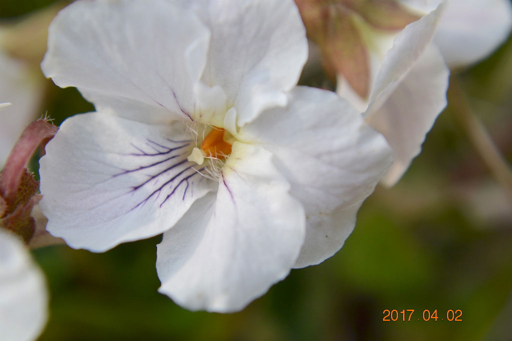 f:id:masatdm1951:20170405161752j:plain