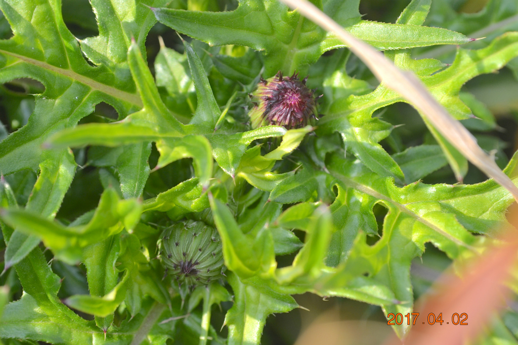 f:id:masatdm1951:20170405161807j:plain