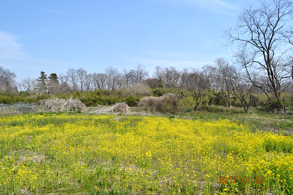 f:id:masatdm1951:20170405162124j:plain