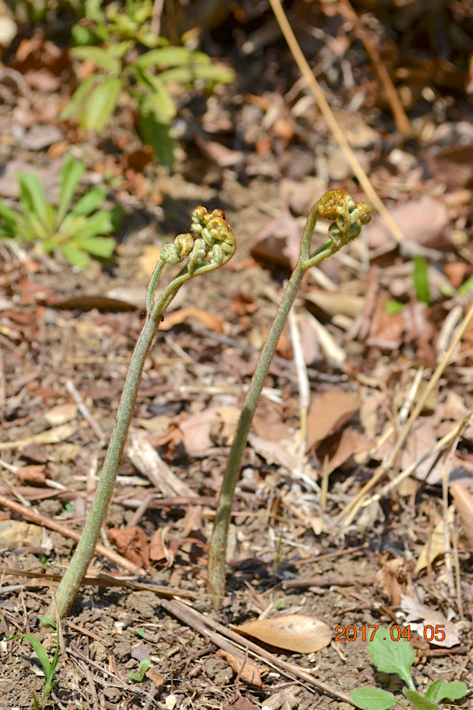 f:id:masatdm1951:20170405162139j:plain