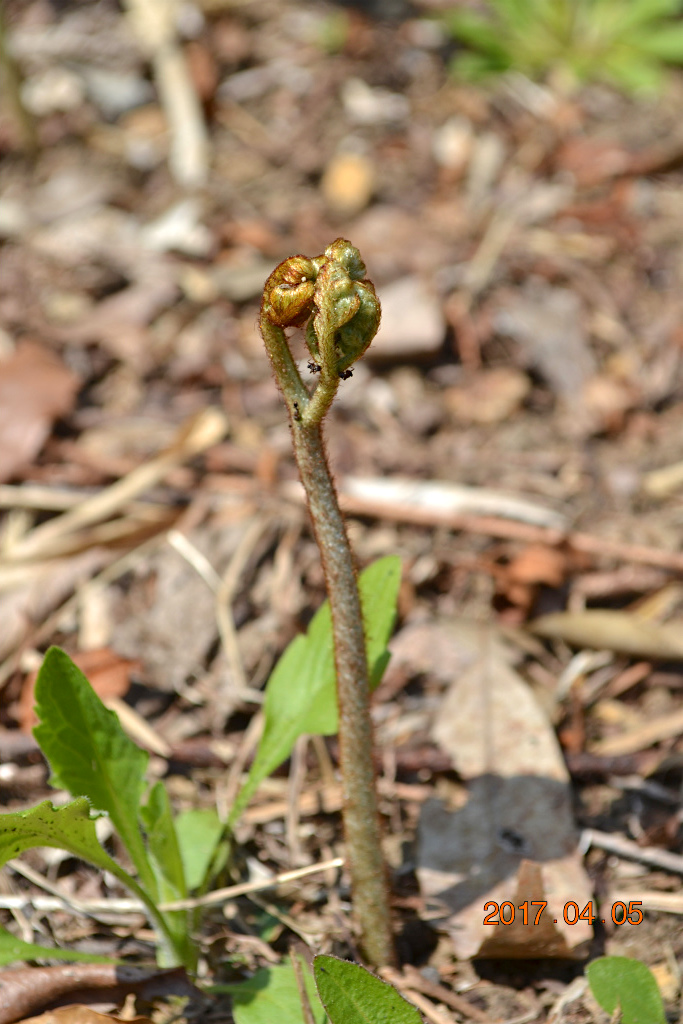 f:id:masatdm1951:20170405162142j:plain