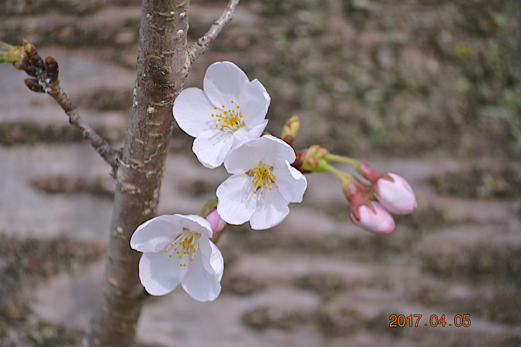 f:id:masatdm1951:20170405162359j:plain