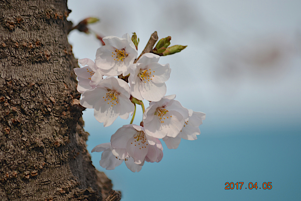 f:id:masatdm1951:20170405162420j:plain