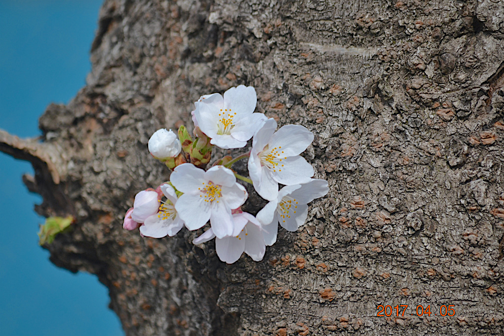 f:id:masatdm1951:20170405162430j:plain