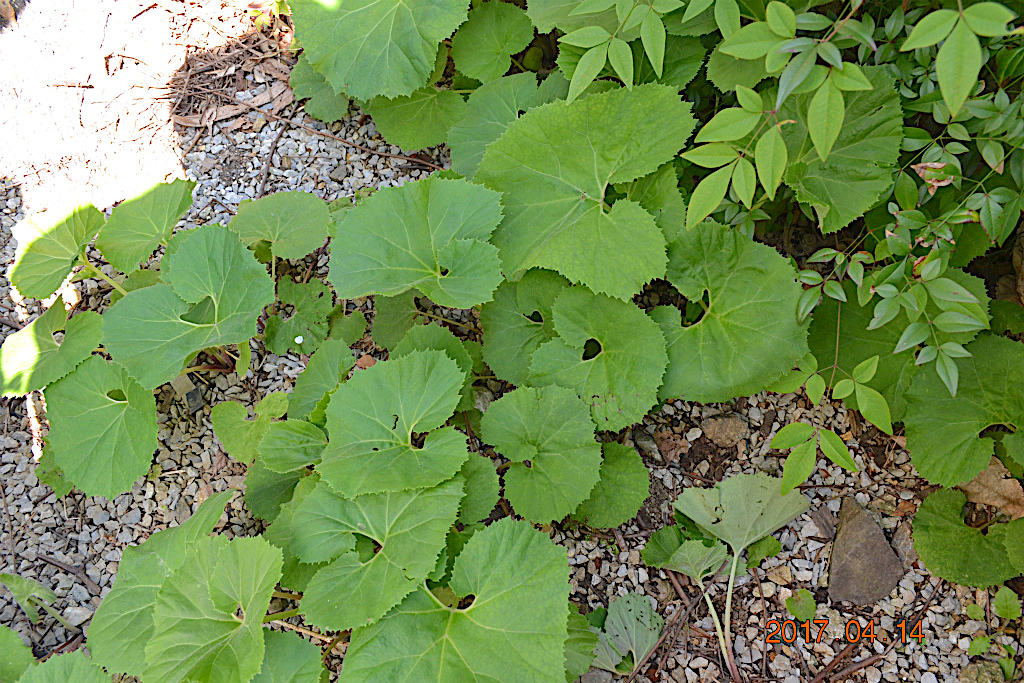 f:id:masatdm1951:20170414103519j:plain