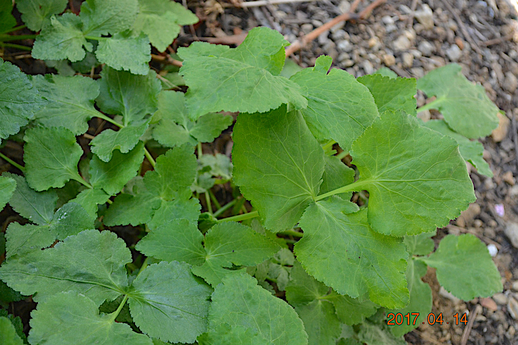 f:id:masatdm1951:20170414103523j:plain