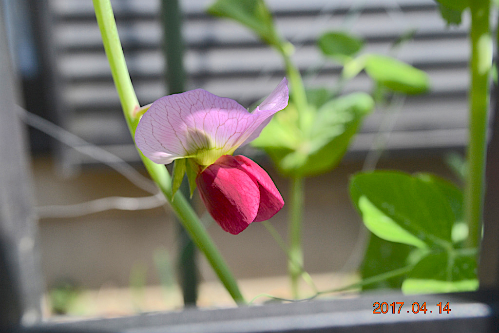 f:id:masatdm1951:20170414103535j:plain