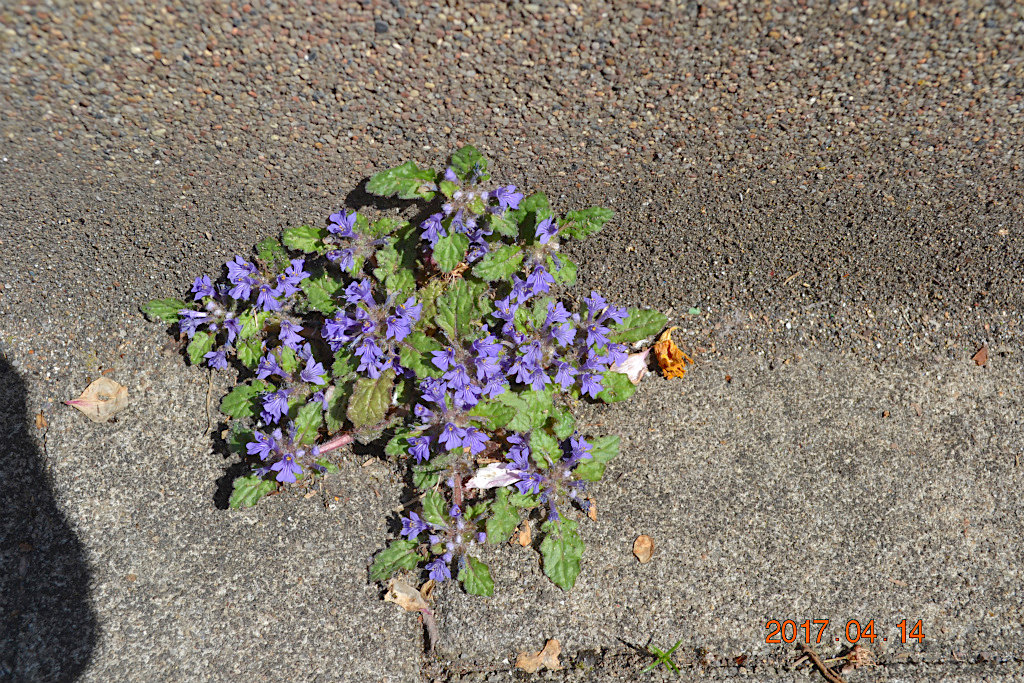 f:id:masatdm1951:20170414103542j:plain