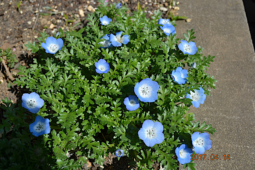 f:id:masatdm1951:20170414103552j:plain