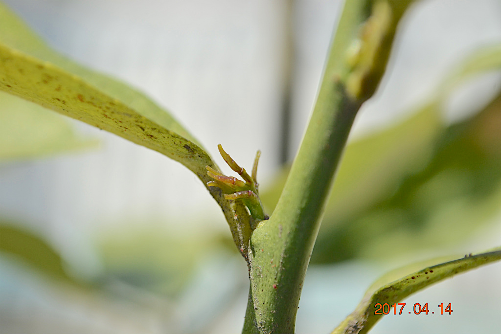 f:id:masatdm1951:20170414103615j:plain