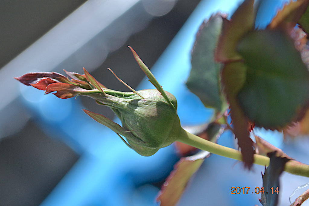 f:id:masatdm1951:20170414103622j:plain