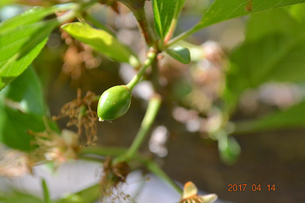 f:id:masatdm1951:20170414103631j:plain