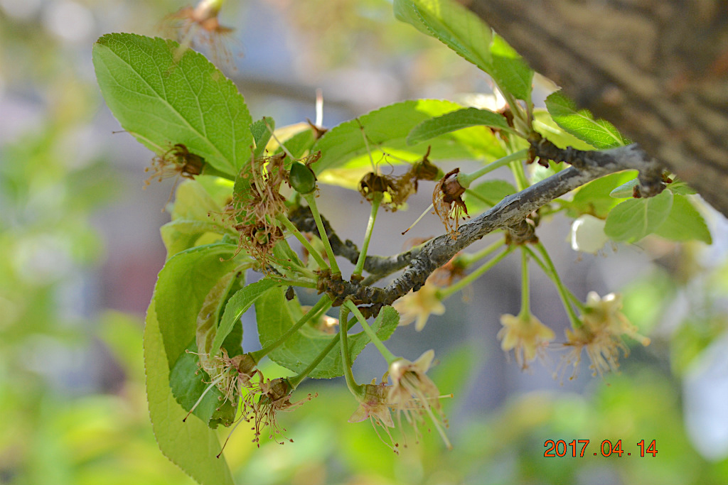 f:id:masatdm1951:20170414103638j:plain