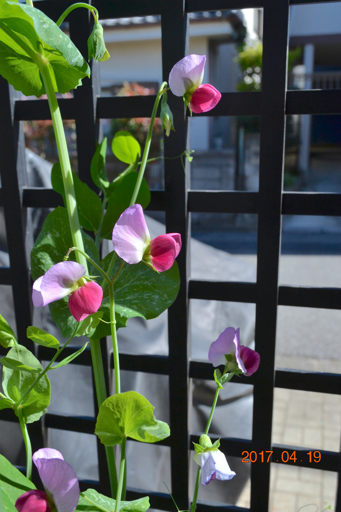 f:id:masatdm1951:20170419154459j:plain