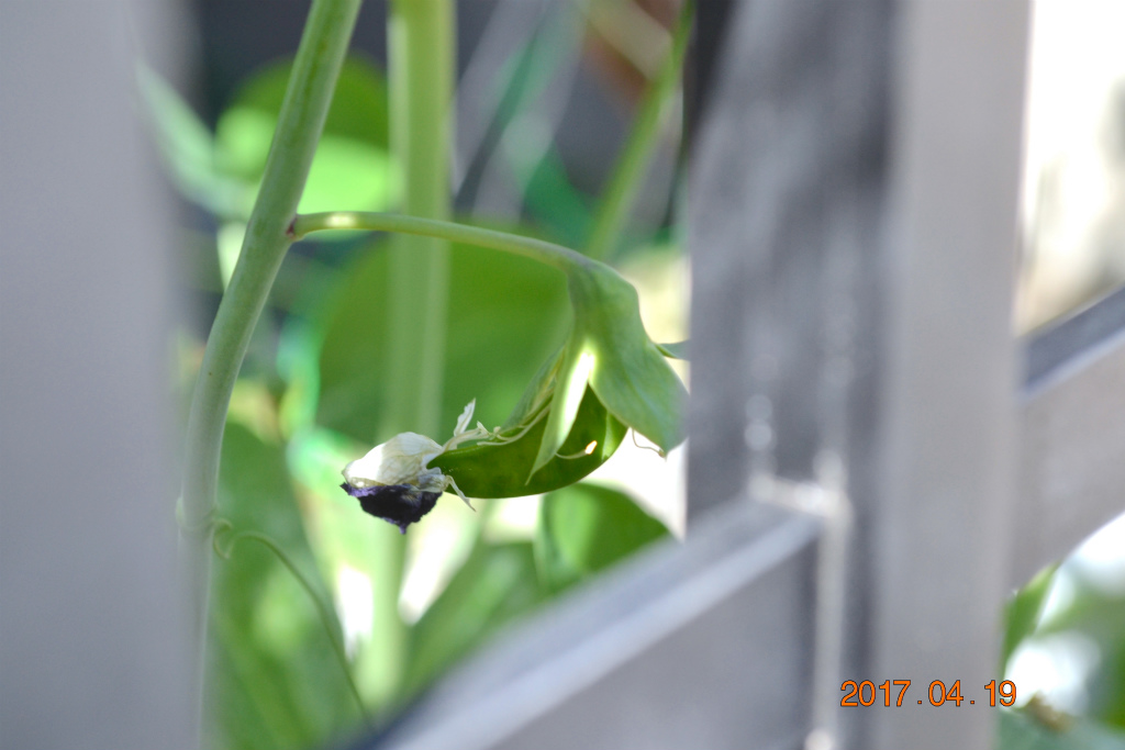 f:id:masatdm1951:20170419154517j:plain