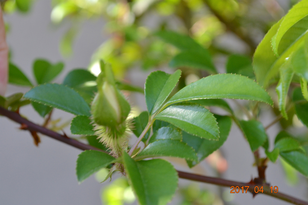 f:id:masatdm1951:20170419154639j:plain