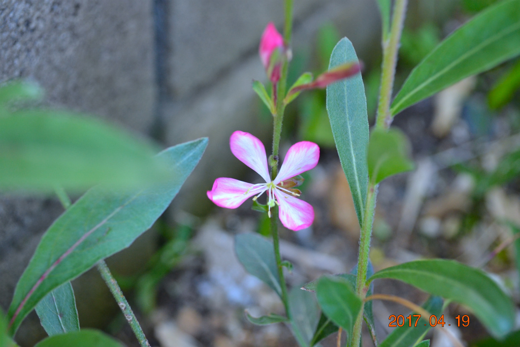 f:id:masatdm1951:20170419154657j:plain