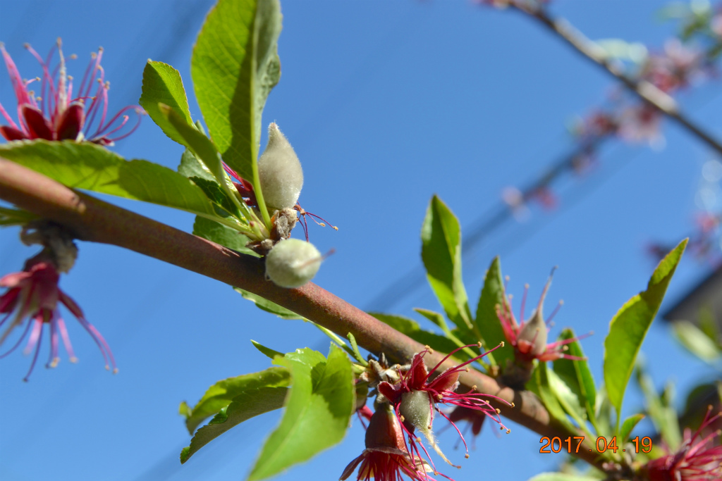 f:id:masatdm1951:20170419154708j:plain