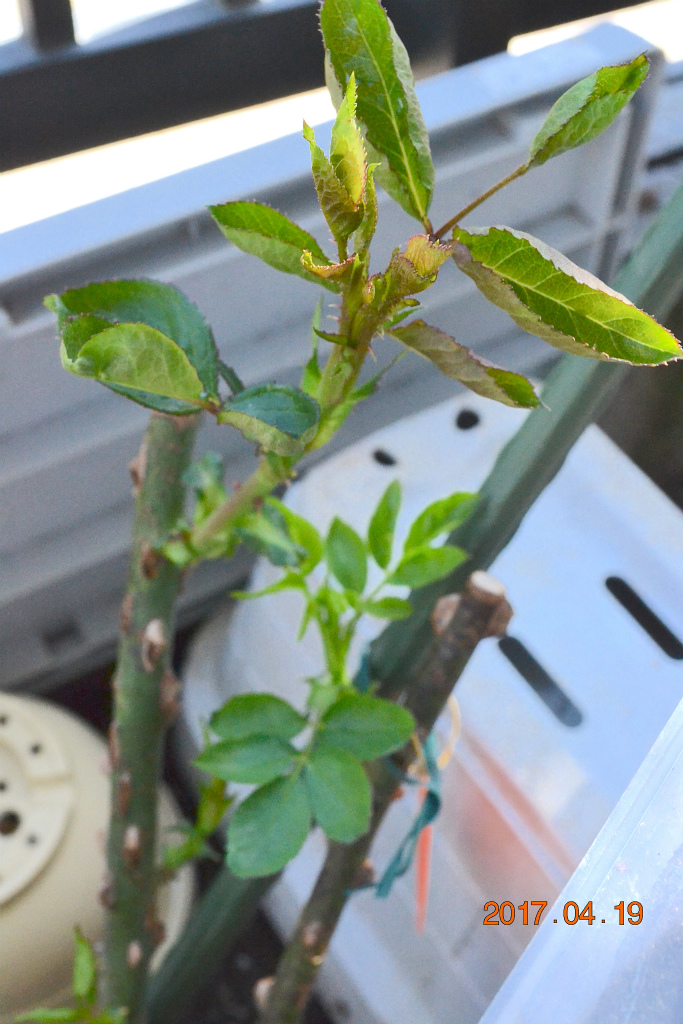 f:id:masatdm1951:20170419154732j:plain