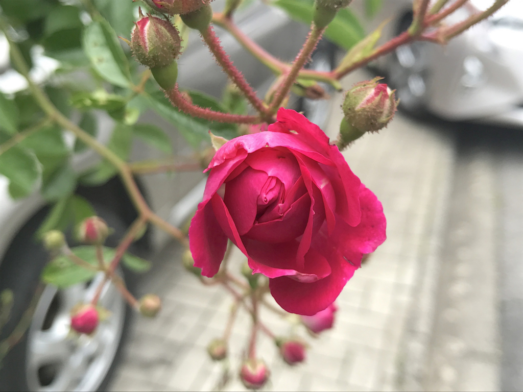 f:id:masatdm1951:20170517095053j:plain