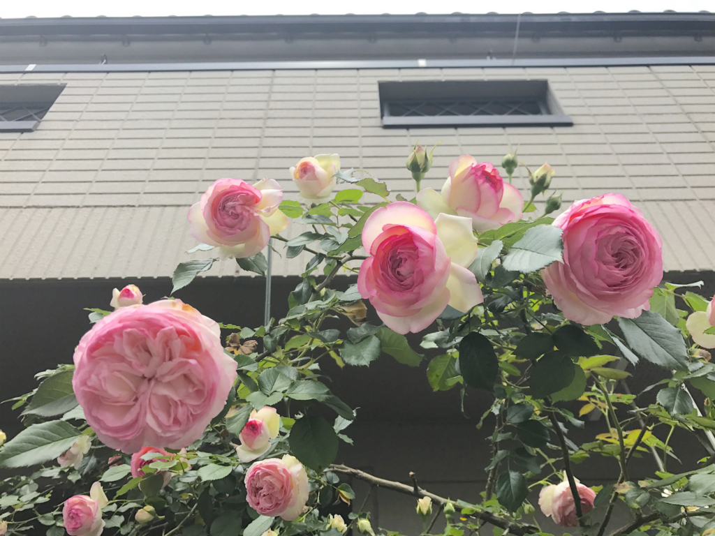 f:id:masatdm1951:20170517095108j:plain