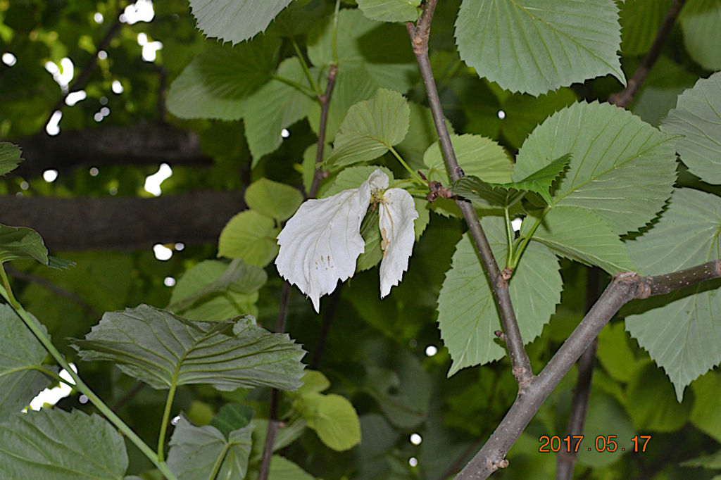 f:id:masatdm1951:20170518224006j:plain