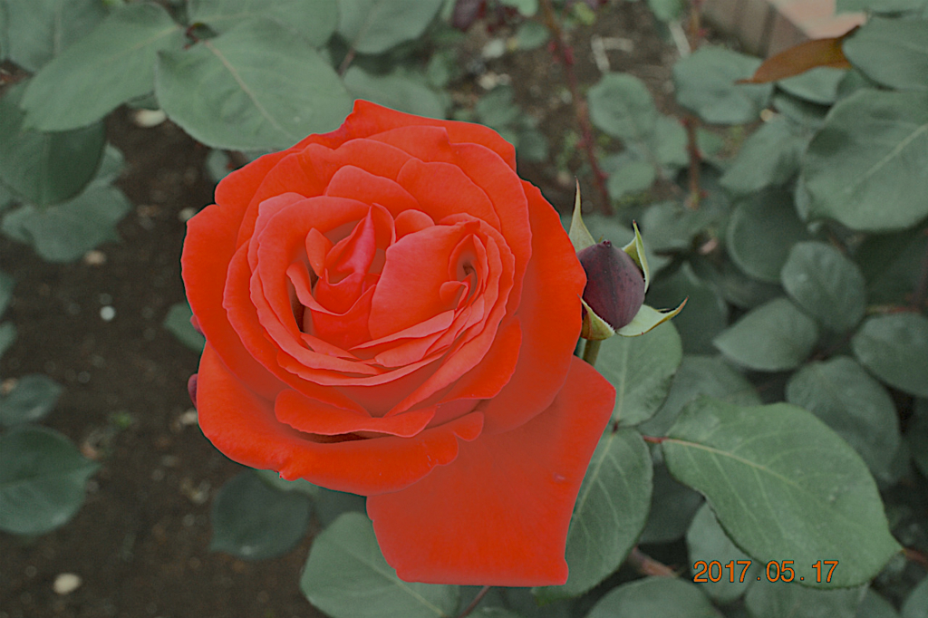 f:id:masatdm1951:20170518224017j:plain