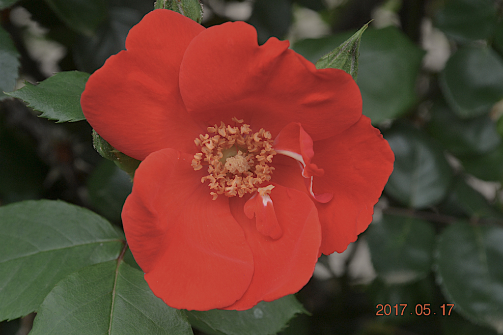 f:id:masatdm1951:20170518224100j:plain