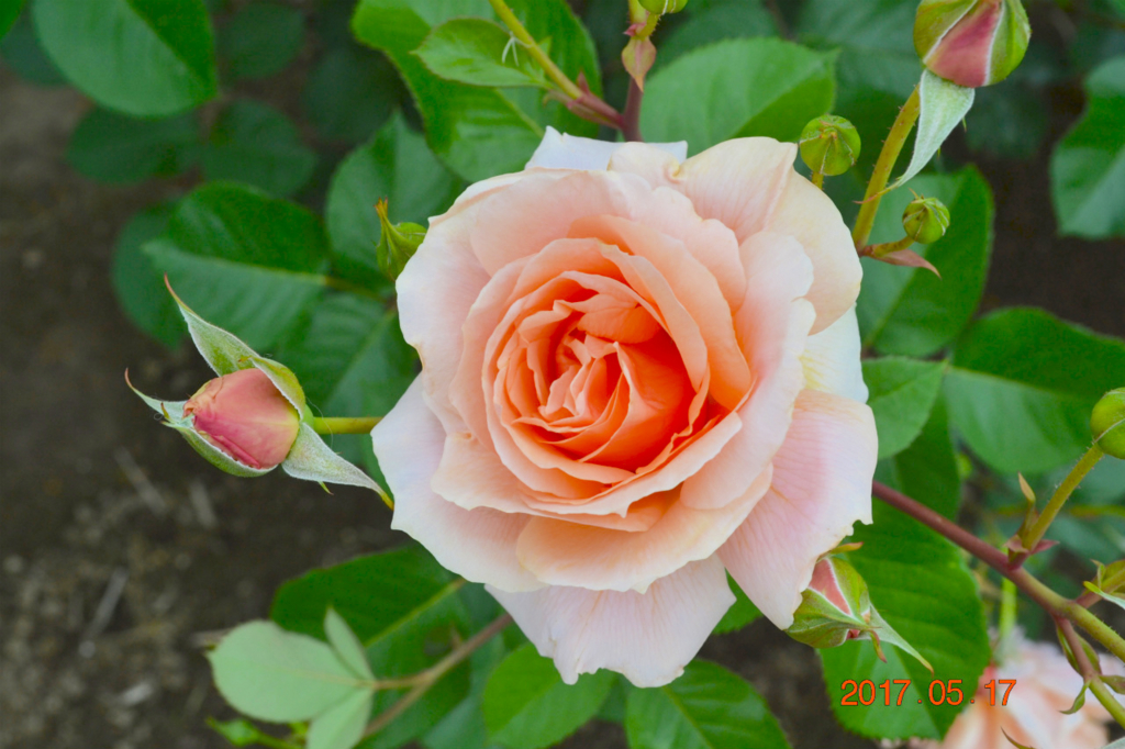 f:id:masatdm1951:20170518224121j:plain