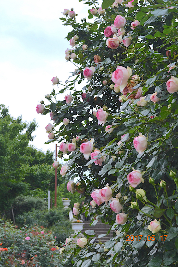 f:id:masatdm1951:20170518224140j:plain