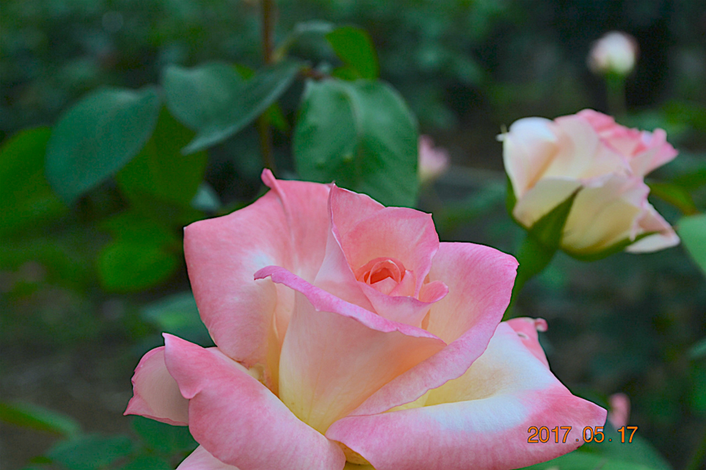 f:id:masatdm1951:20170518224220j:plain