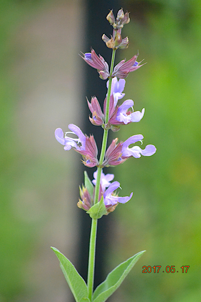 f:id:masatdm1951:20170518224356j:plain