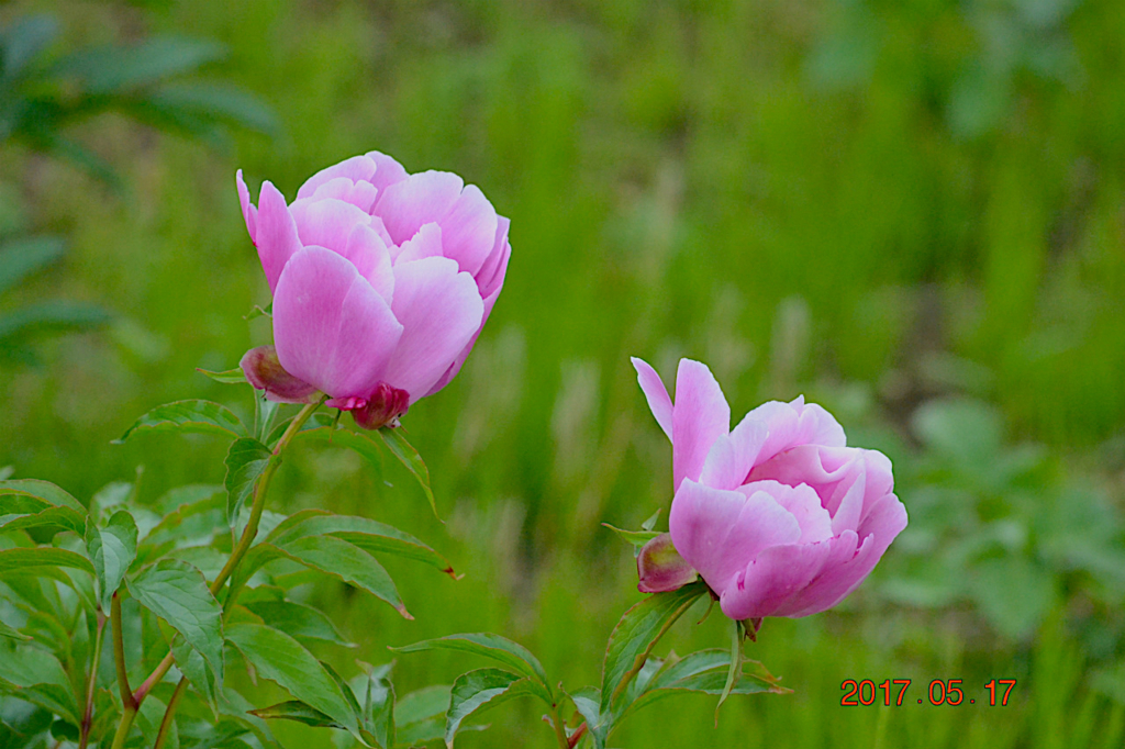 f:id:masatdm1951:20170518224403j:plain