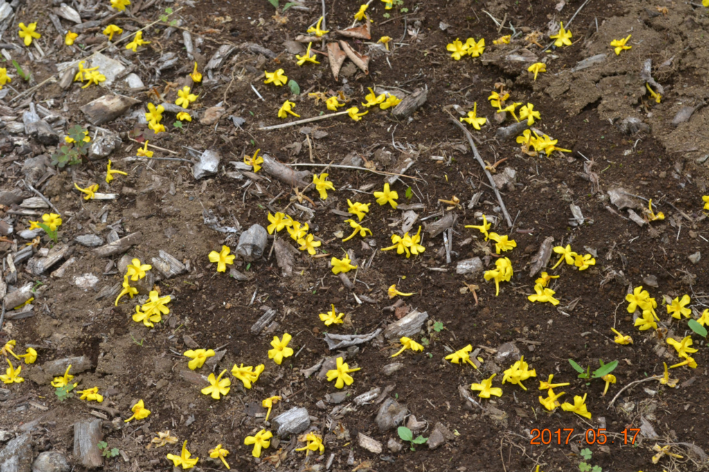 f:id:masatdm1951:20170519092445j:plain