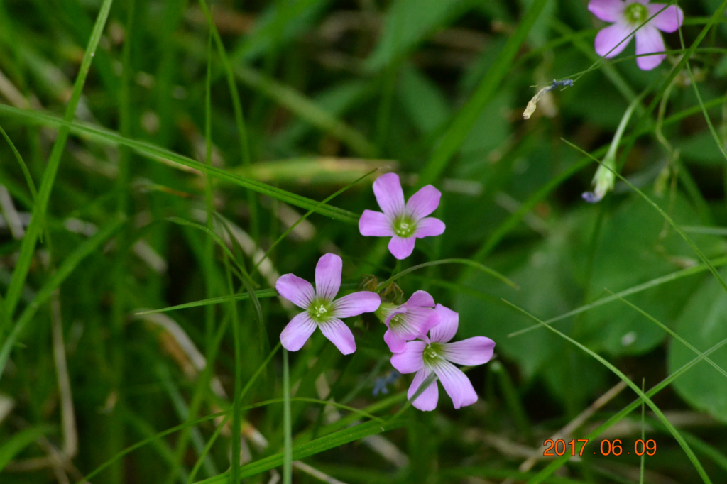 f:id:masatdm1951:20170609231607j:plain f:id:masatdm1951:20170609231607j:plain