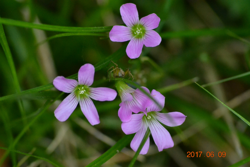 f:id:masatdm1951:20170609231734j:plain f:id:masatdm1951:20170609231734j:plain