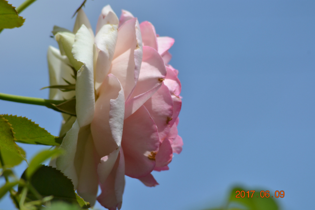 f:id:masatdm1951:20170609232059j:plain f:id:masatdm1951:20170609232059j:plain