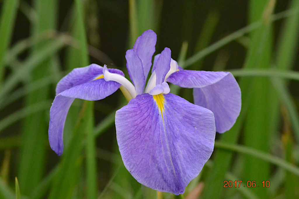 f:id:masatdm1951:20170611081847j:plain f:id:masatdm1951:20170611081847j:plain