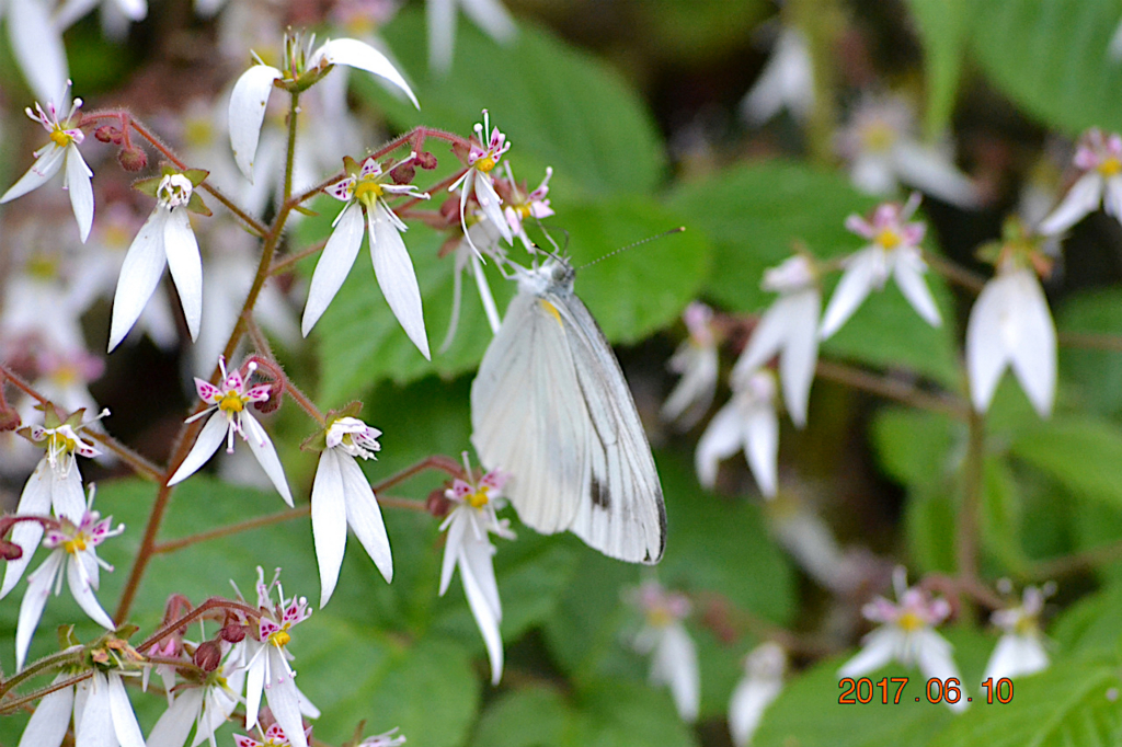 f:id:masatdm1951:20170611081924j:plain f:id:masatdm1951:20170611081924j:plain