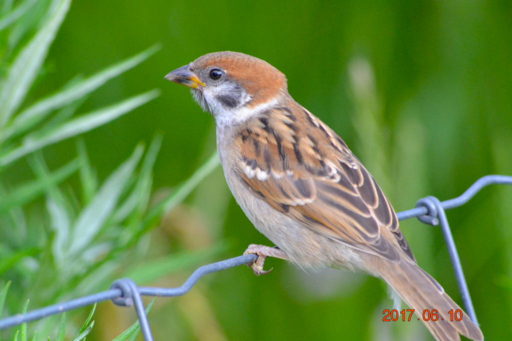 f:id:masatdm1951:20170611081932j:plain f:id:masatdm1951:20170611081932j:plain