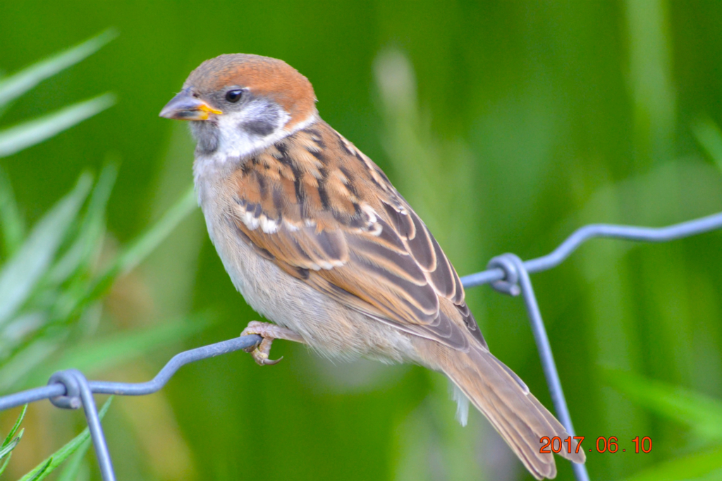 f:id:masatdm1951:20170611081946j:plain f:id:masatdm1951:20170611081946j:plain