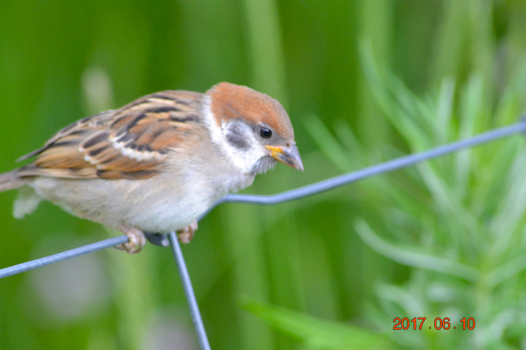 f:id:masatdm1951:20170611081955j:plain f:id:masatdm1951:20170611081955j:plain