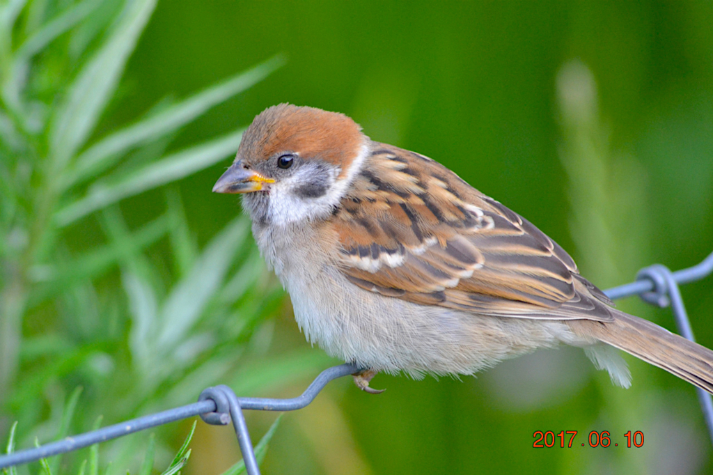 f:id:masatdm1951:20170611081959j:plain f:id:masatdm1951:20170611081959j:plain