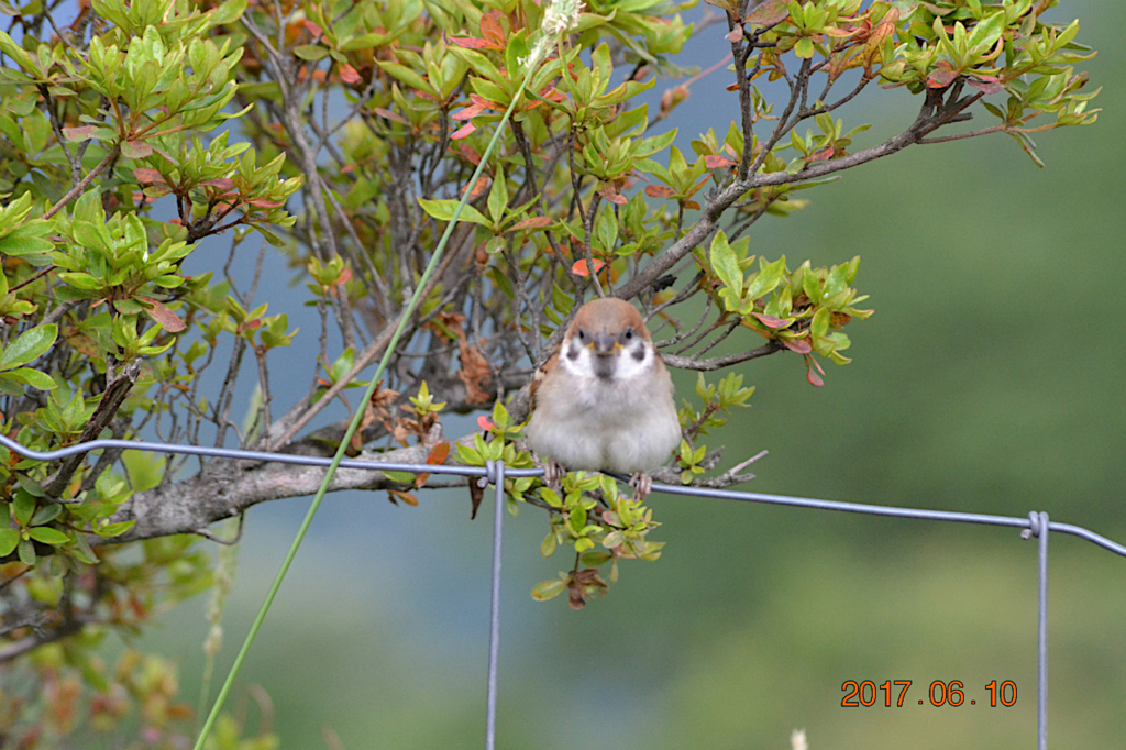 f:id:masatdm1951:20170611082001j:plain f:id:masatdm1951:20170611082001j:plain