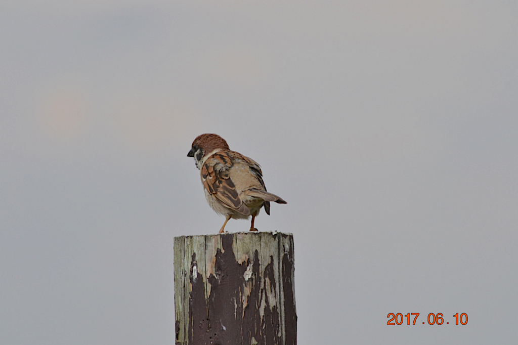 f:id:masatdm1951:20170611082017j:plain f:id:masatdm1951:20170611082017j:plain