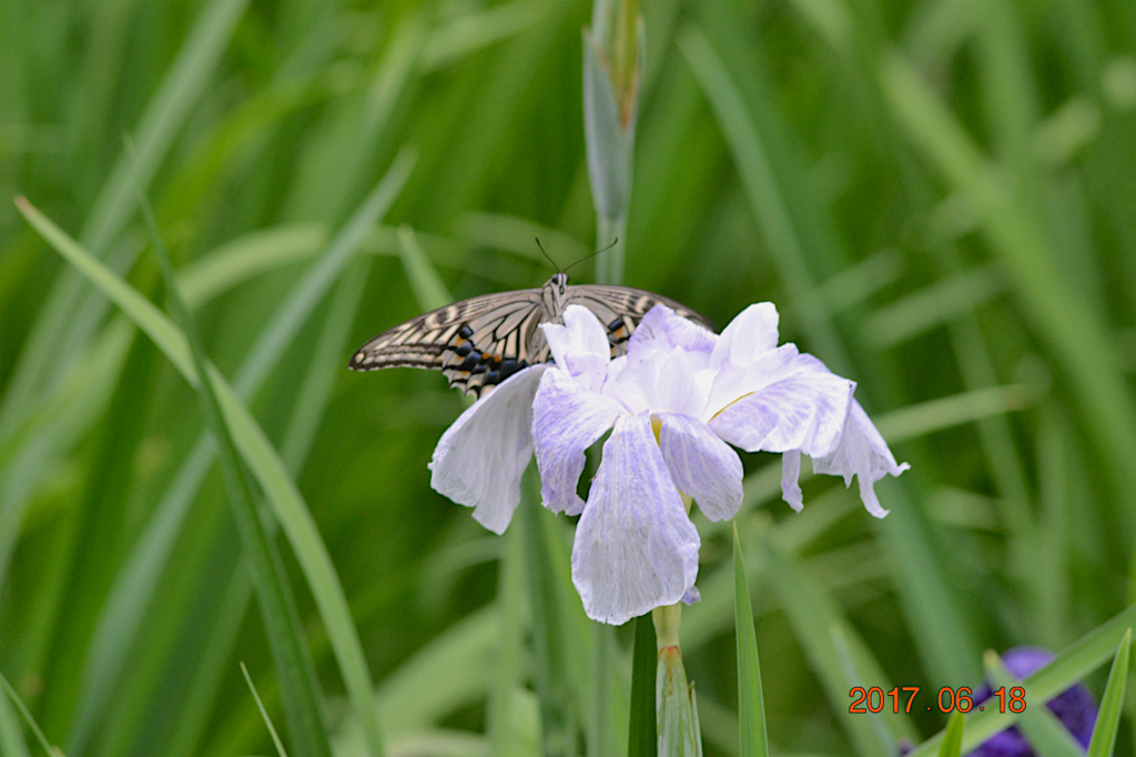 f:id:masatdm1951:20170619205846j:plain